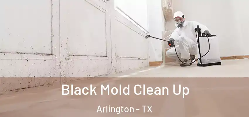  Black Mold Clean Up Arlington - TX