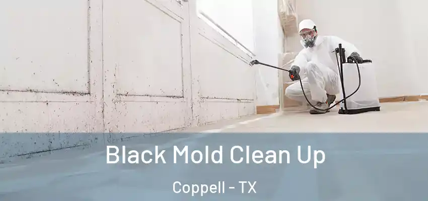 Black Mold Clean Up Coppell - TX