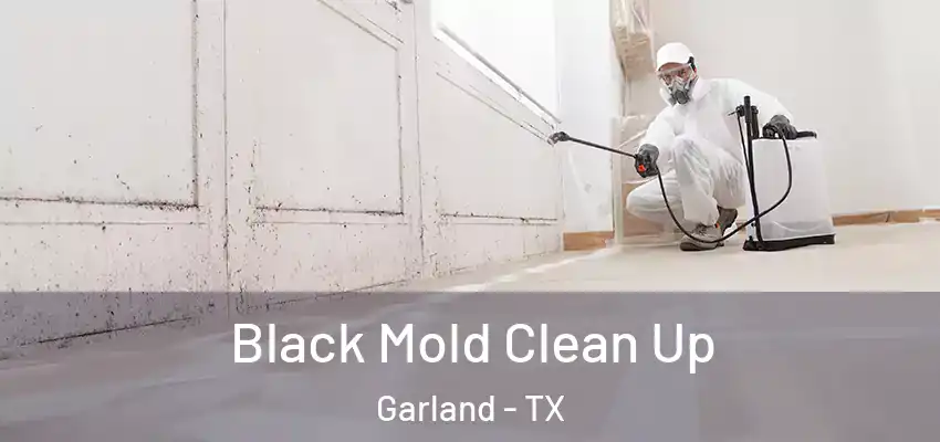  Black Mold Clean Up Garland - TX