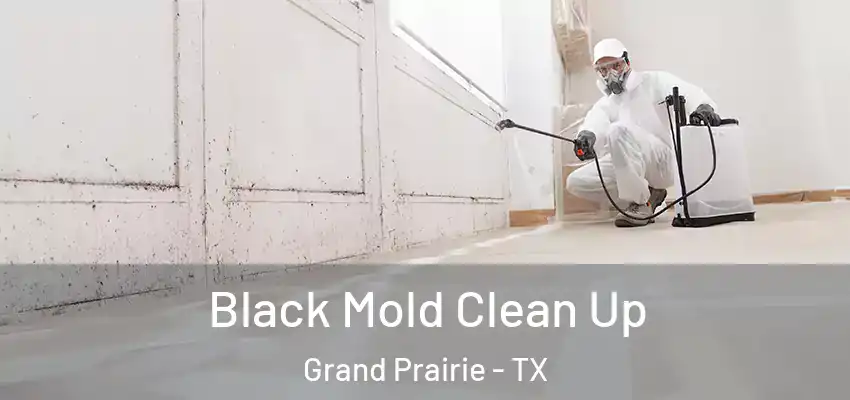  Black Mold Clean Up Grand Prairie - TX