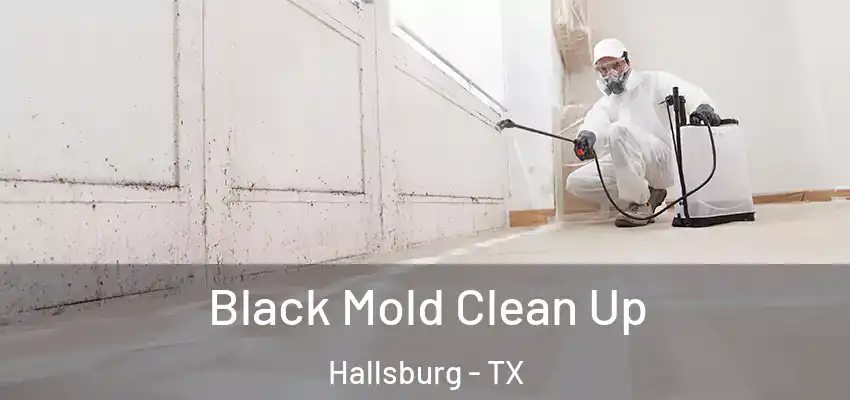  Black Mold Clean Up Hallsburg - TX