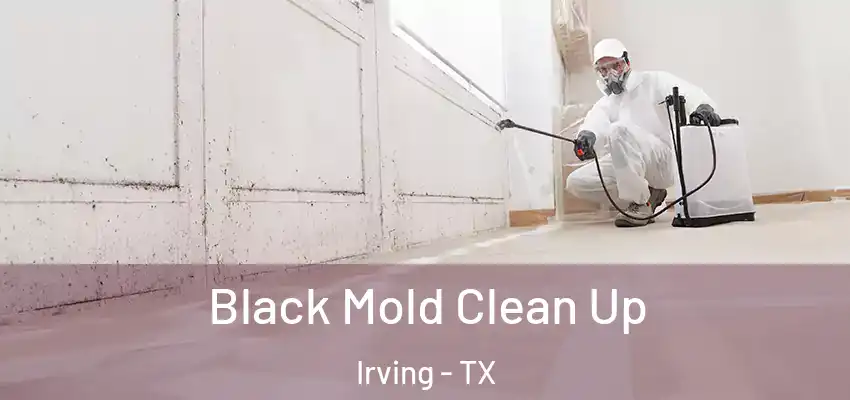 Black Mold Clean Up Irving - TX