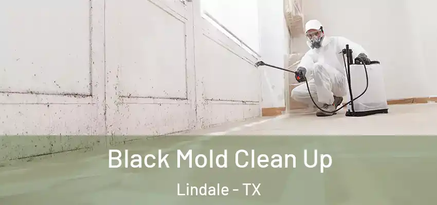 Black Mold Clean Up Lindale - TX