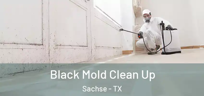 Black Mold Clean Up Sachse - TX