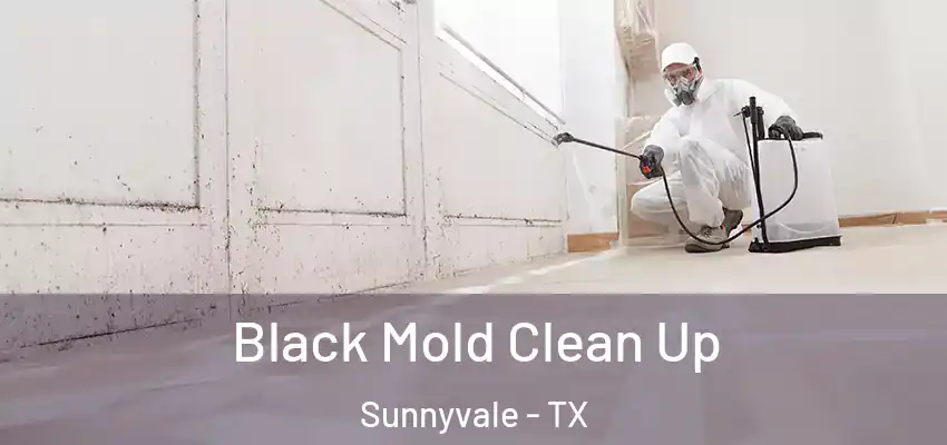 Black Mold Clean Up Sunnyvale - TX