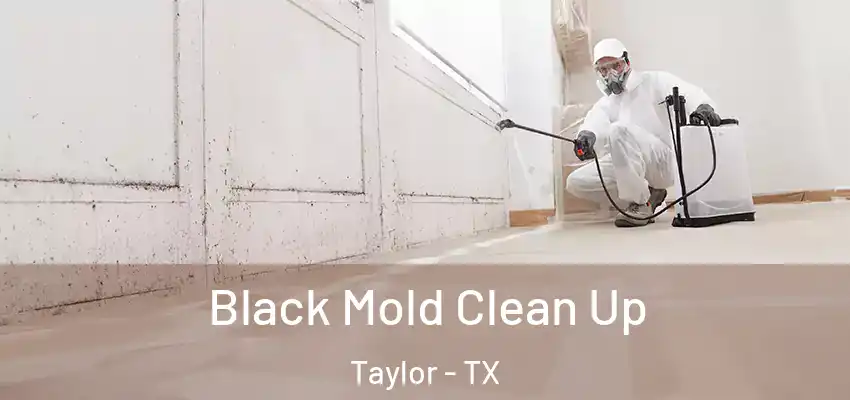 Black Mold Clean Up Taylor - TX