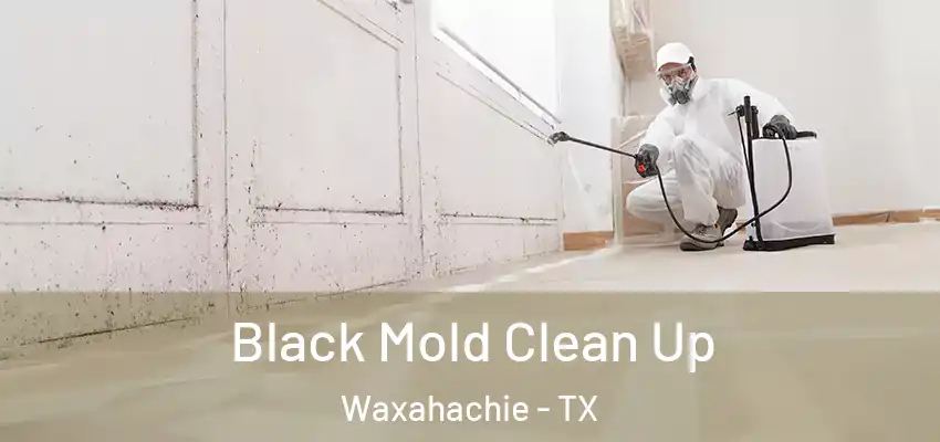  Black Mold Clean Up Waxahachie - TX