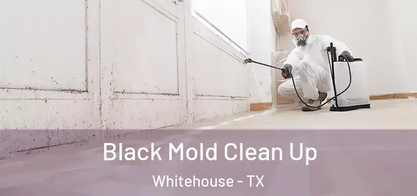Black Mold Clean Up Whitehouse - TX