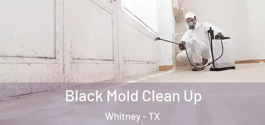 Black Mold Clean Up Whitney - TX