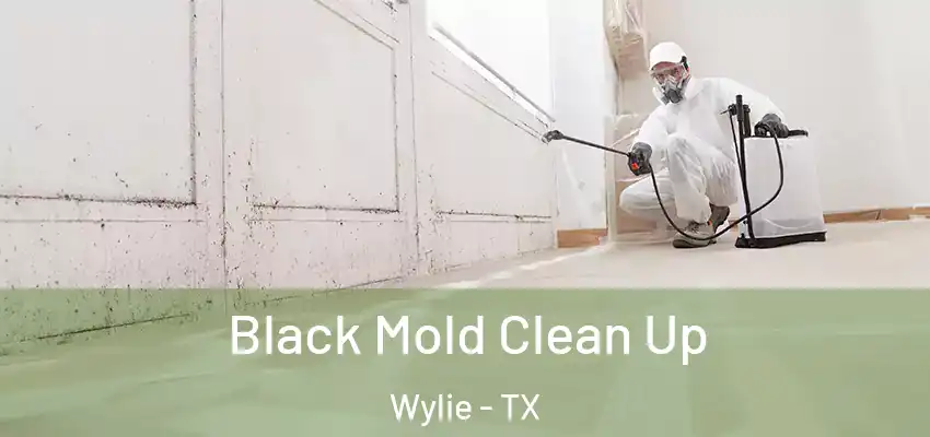 Black Mold Clean Up Wylie - TX