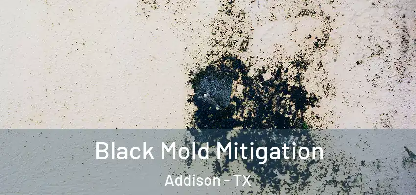  Black Mold Mitigation Addison - TX