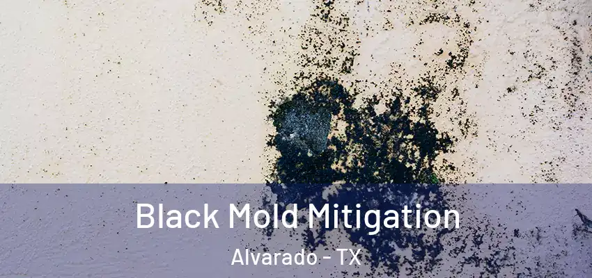  Black Mold Mitigation Alvarado - TX