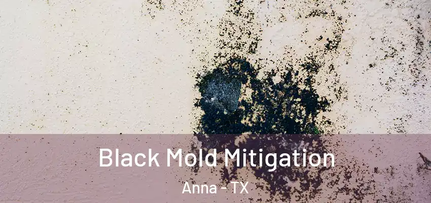 Black Mold Mitigation Anna - TX