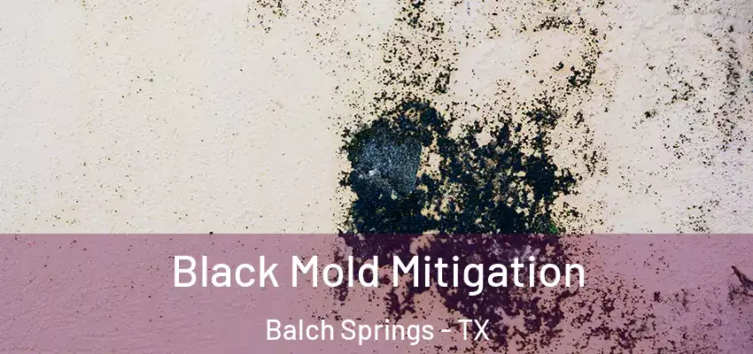 Black Mold Mitigation Balch Springs - TX