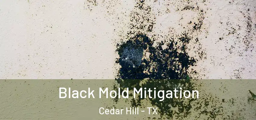 Black Mold Mitigation Cedar Hill - TX