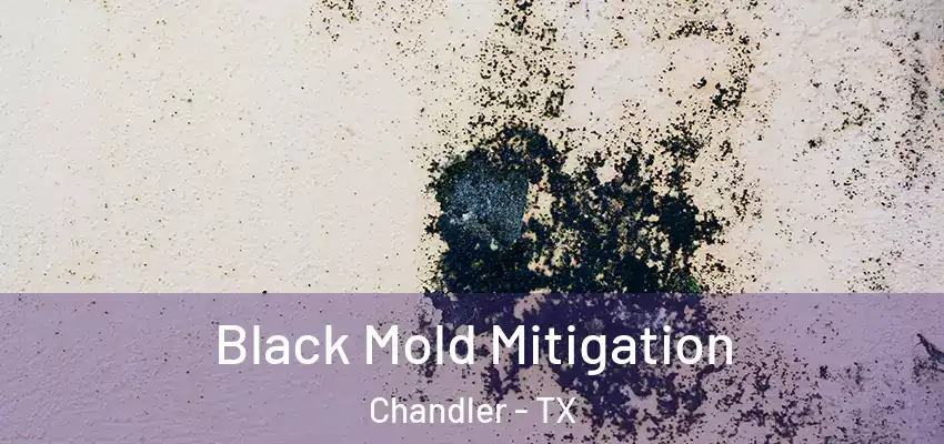 Black Mold Mitigation Chandler - TX