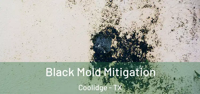  Black Mold Mitigation Coolidge - TX