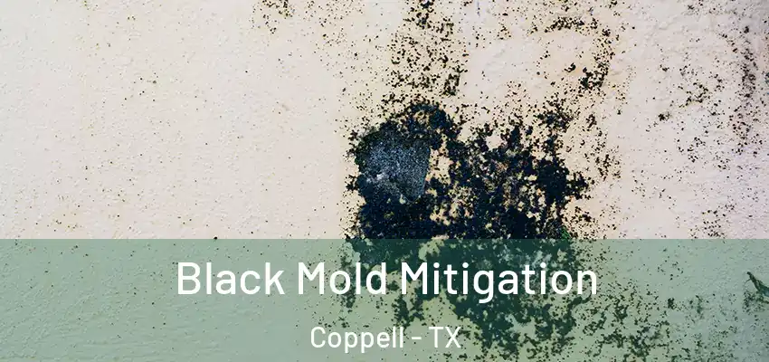 Black Mold Mitigation Coppell - TX