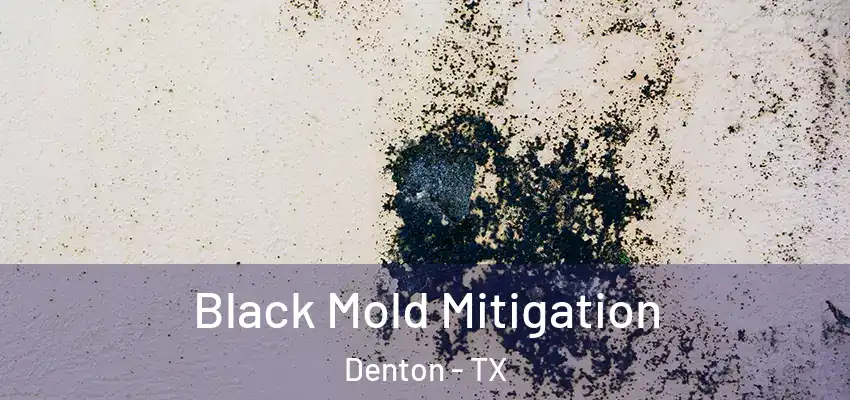 Black Mold Mitigation Denton - TX