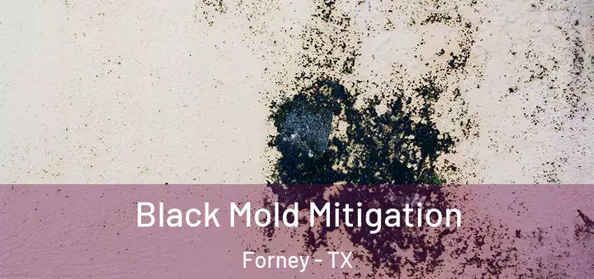  Black Mold Mitigation Forney - TX