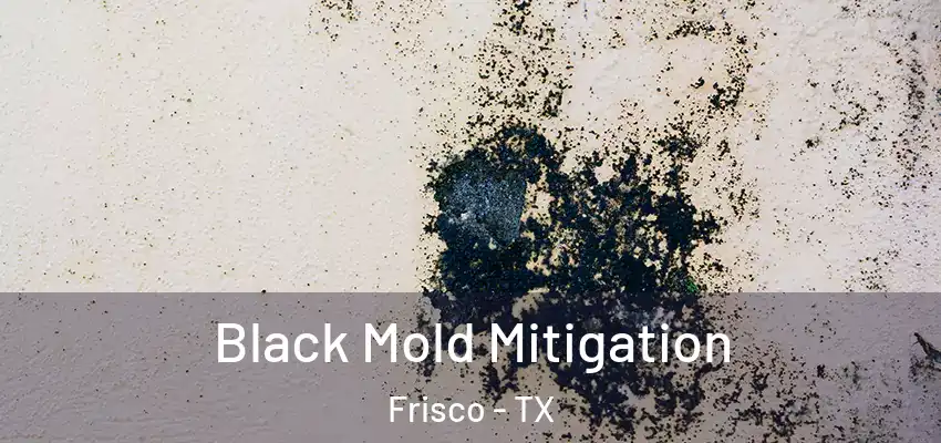  Black Mold Mitigation Frisco - TX