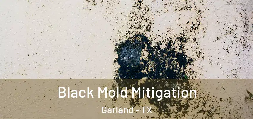  Black Mold Mitigation Garland - TX