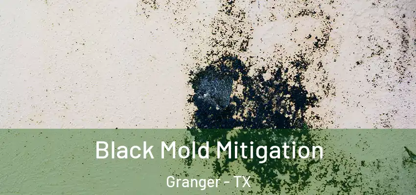  Black Mold Mitigation Granger - TX
