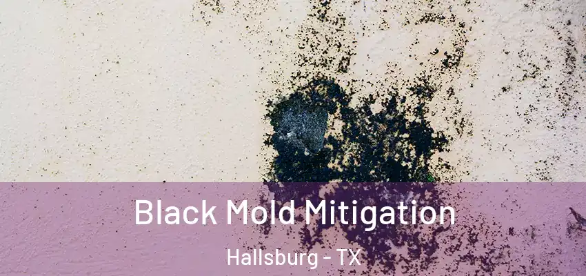  Black Mold Mitigation Hallsburg - TX