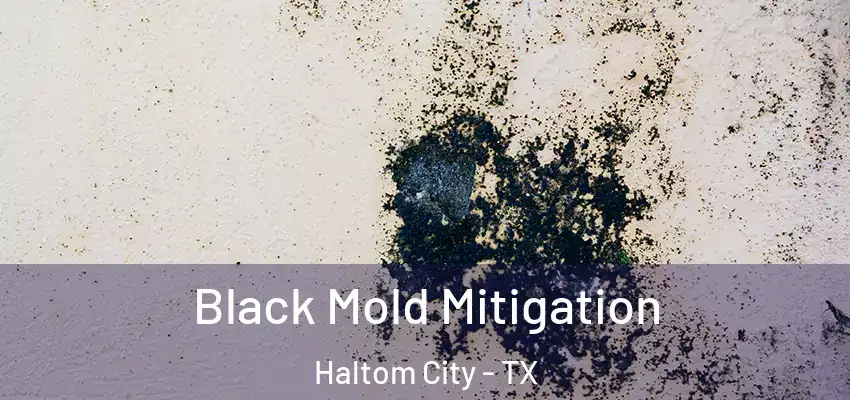 Black Mold Mitigation Haltom City - TX