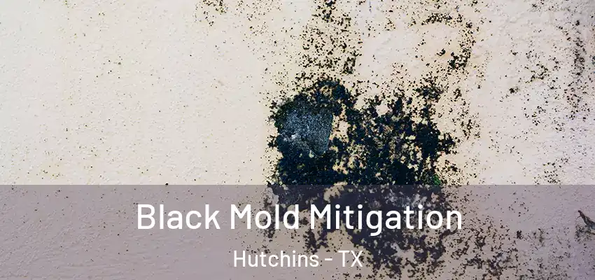  Black Mold Mitigation Hutchins - TX