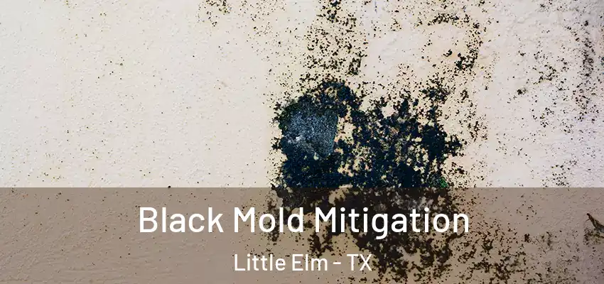  Black Mold Mitigation Little Elm - TX