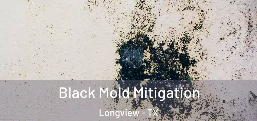  Black Mold Mitigation Longview - TX
