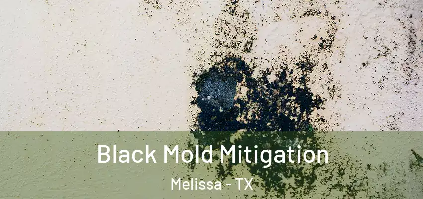 Black Mold Mitigation Melissa - TX