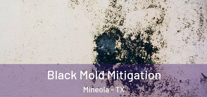  Black Mold Mitigation Mineola - TX