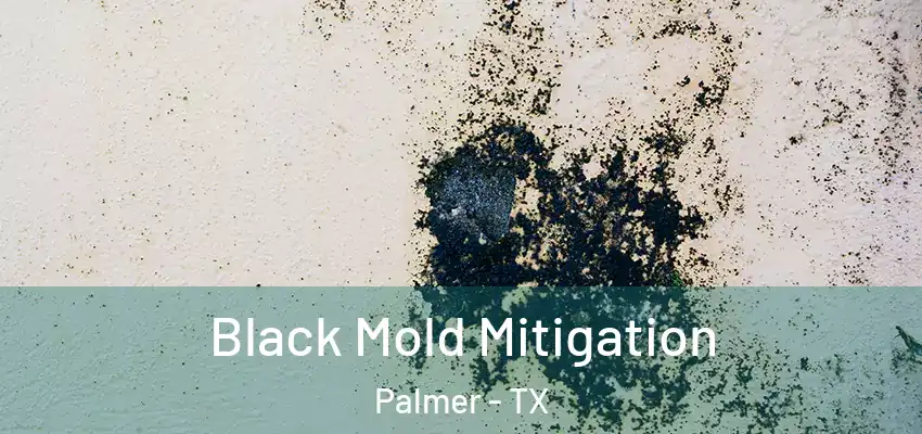 Black Mold Mitigation Palmer - TX