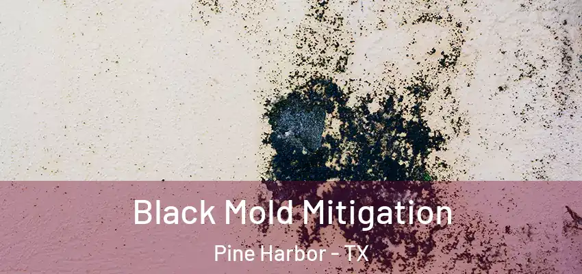  Black Mold Mitigation Pine Harbor - TX