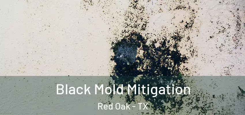  Black Mold Mitigation Red Oak - TX