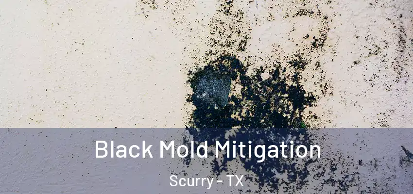  Black Mold Mitigation Scurry - TX