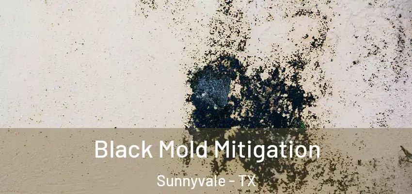  Black Mold Mitigation Sunnyvale - TX