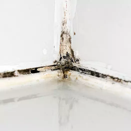Trusted Black Mold in Shower Experts in Arkoma, OK