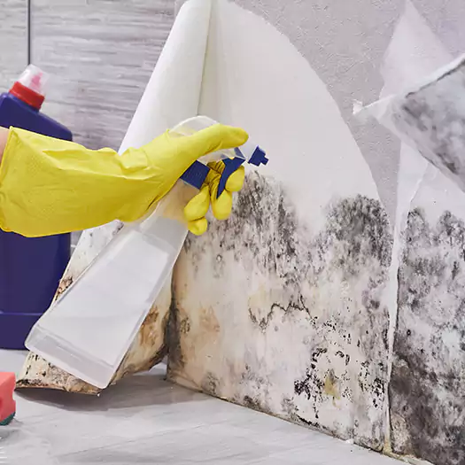 Reliable Mold Abatement Specialists in Arkoma, OK