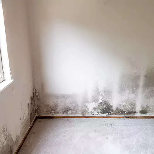 Trusted Mold Cleanup Specialists in Arkoma, OK