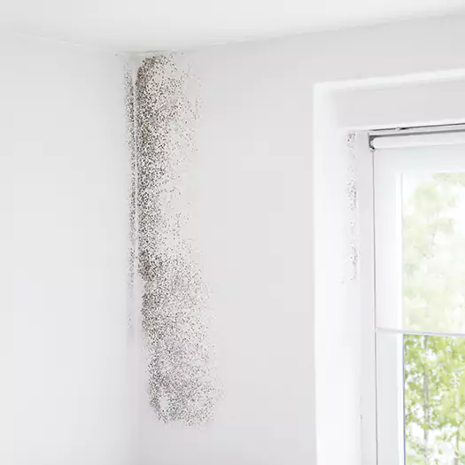 Trusted Mold Eradication Professionals Serving in Arkoma, OK