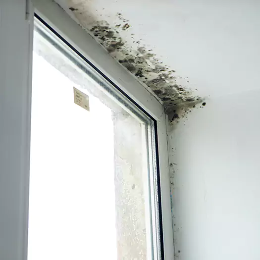 Experienced Mold Mitigation Specialists in Arkoma, OK