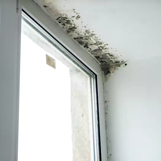 Trusted Mold on Bathroom Ceiling Experts in Arkoma, OK
