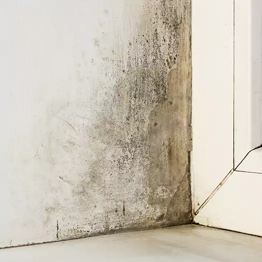 Skilled Mold on Drywall Experts in Arkoma, OK