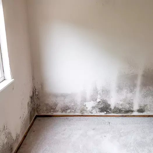 Trusted Mold on the Wall Experts in Arkoma, OK