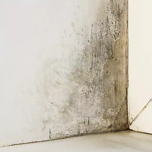 #1 Mold Remediation and Removal Experts in Arkoma, OK