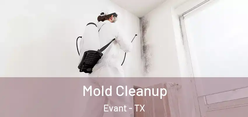  Mold Cleanup Evant - TX