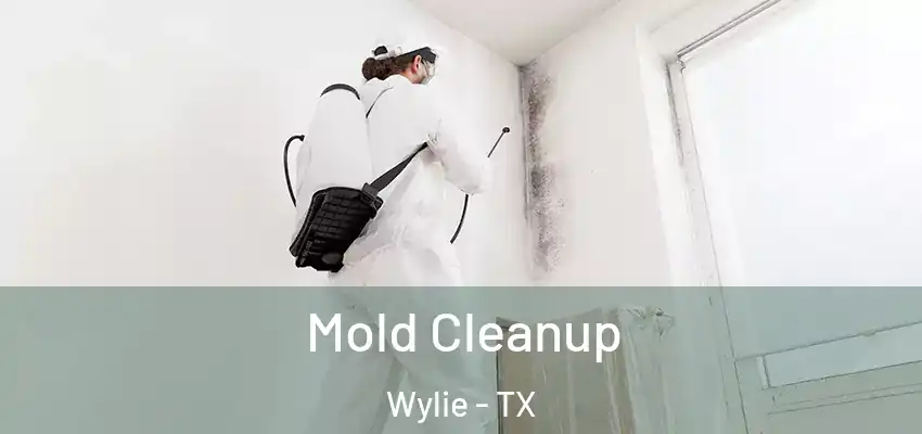  Mold Cleanup Wylie - TX